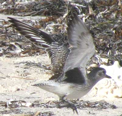 Black-bellied Plover showing black patches beneath wing