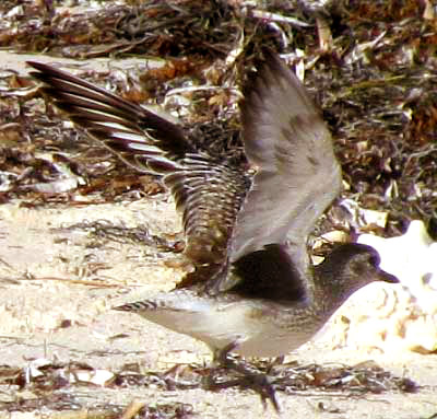 Black-bellied Plover showing black patches beneath wing