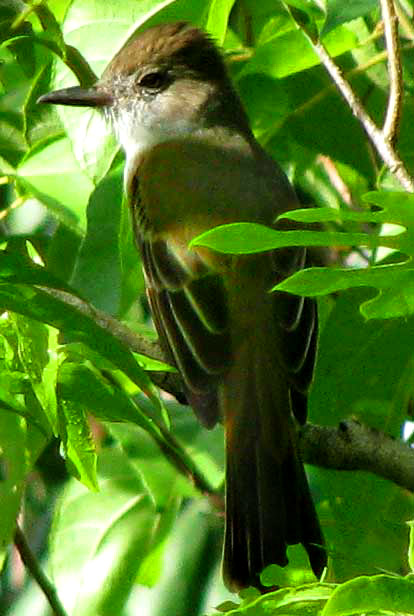 cf. Yucatan Flycatcher, Myiarchus yucatanensis