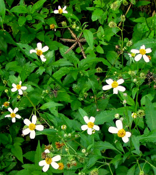 stick-tights, tickseeds or Spanish needles, Bidens alba