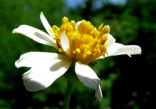 stick-tights, tickseeds or Spanish needles, Bidens alba