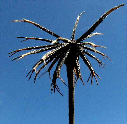 stick-tights, tickseeds or Spanish needles, Bidens alba, fruits