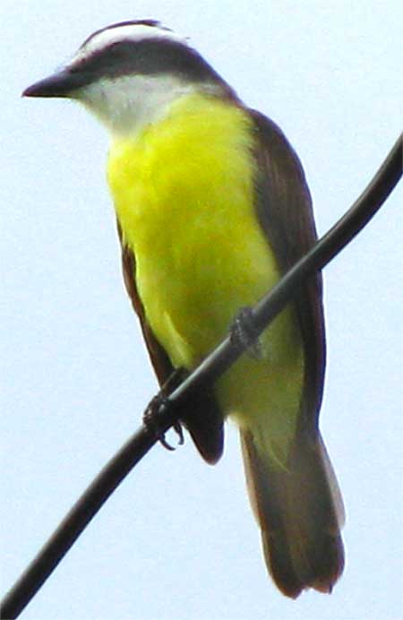 Social Flycatcher