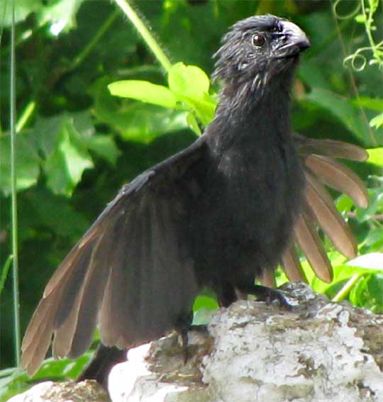 basking Groove-billed Ani