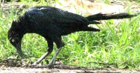 Great-tailed Grackle