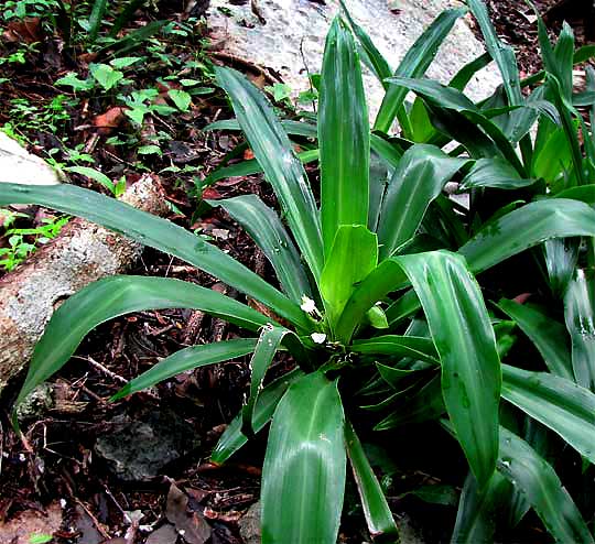 TRADESCANTIA SPATHACEA, Boat Lily