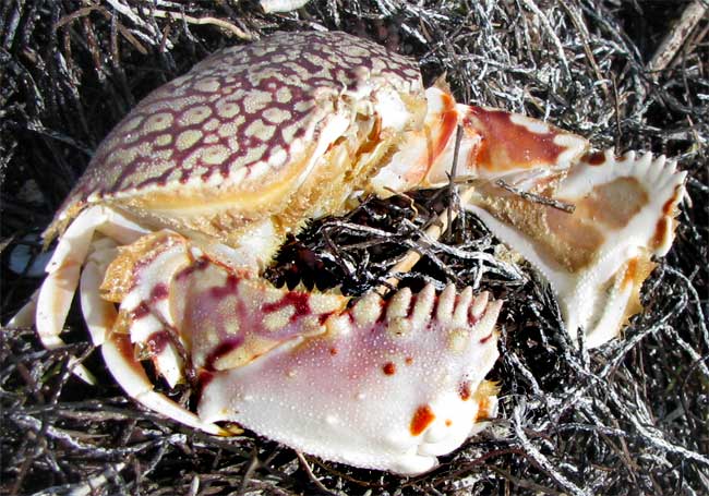 Flame Box Crab, CALAPPA FLAMMEA