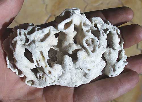 Bryozoa