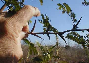 Bullhorn Acacia