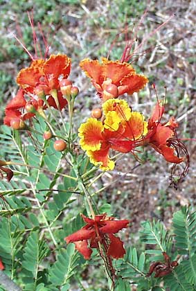 Dwarf Poinciana, Poinciana pulcherrima