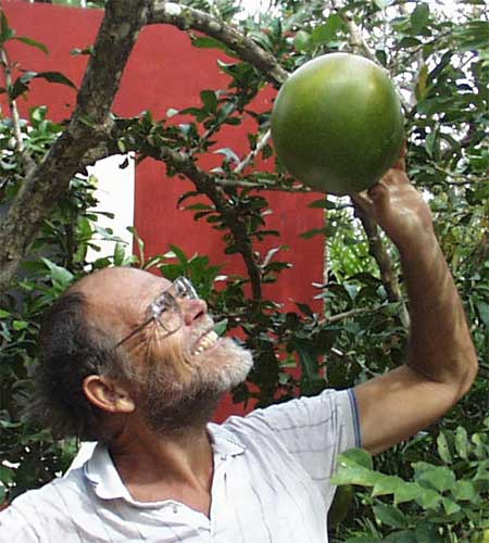 Calabash-tree, Crescentia cujete