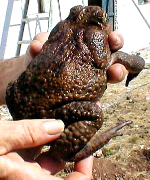 Giant Toad, or Cane Toad, or Marine Toad, Bufo Marinus. Picture by Karen Wise of Kingston, Mississippi