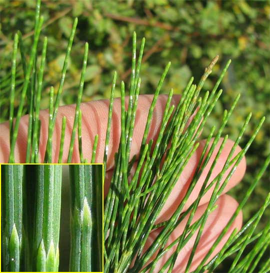 Australian Pine, CASUARINA EQUISETIFOLIA, foliage