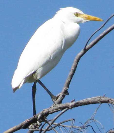 Cattle Egrets, BUBULCUS IBIS,