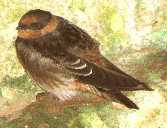 CAVE SWALLOW