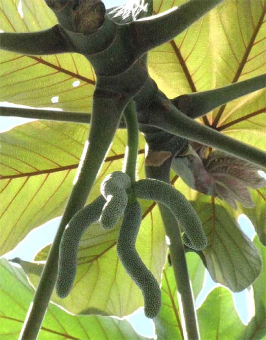 Cecropia peltata female flower spikes