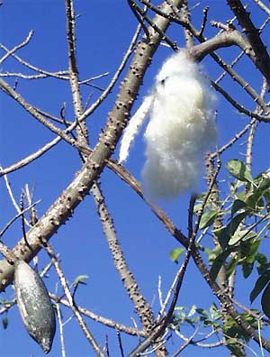 Ceiba fruit (Ceiba pentandra) Kapok