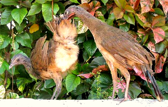 Plain Chachalacas, ORTALIS VETULA