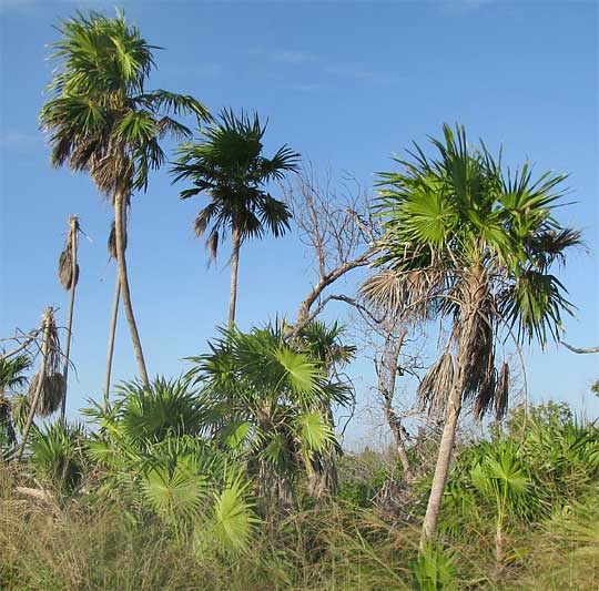 Chit Palm, Florida Thatch Palm, THRINAX RADIATA