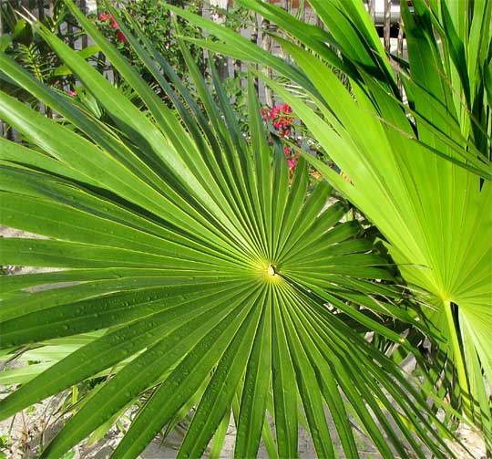 Chit Palm, Florida Thatch Palm, THRINAX RADIATA, showing hastula