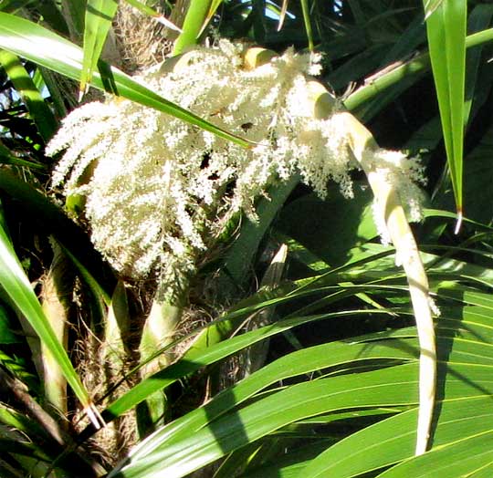 Chit palm flowers, Thrinax radiata
