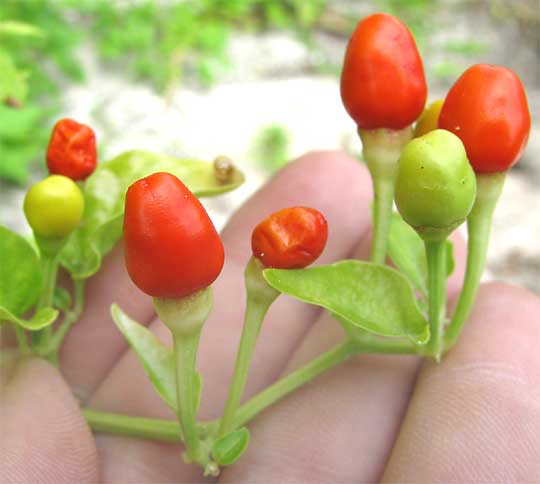 Clown Chili