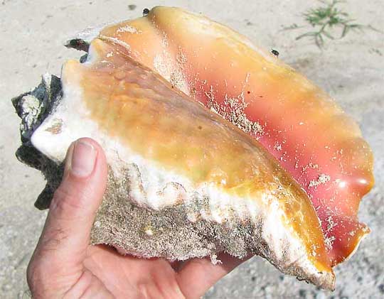Queen Conch, ALIGER GIGAS