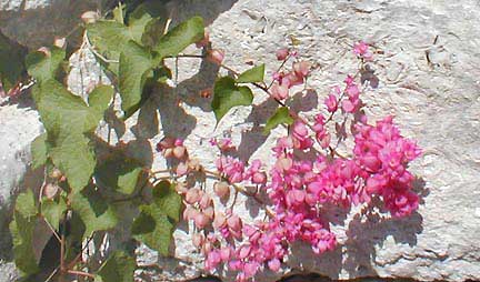 Coral-vine or Corallita, Antigonon leptopus