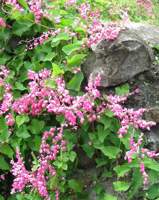 Coralvine, ANTIGONON LEPTOPUS