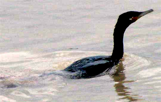 Neotropic Cormorant, PHALACROCORAX BRASILIANUS