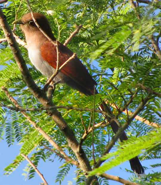 Squirrel Cuckoo, PIAYA CAYANA