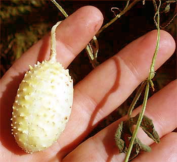 Spiny Cucumbers, Cucumis anguria, also Bur Gherkins