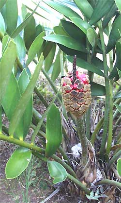 fruiting cycad