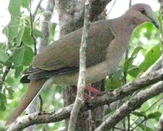  White-tipped Dove, LEPTOTILA VERREAUXI