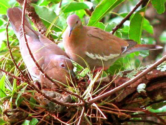 White-winged Doves, Zenaida asiatica, possibly beginning a nest