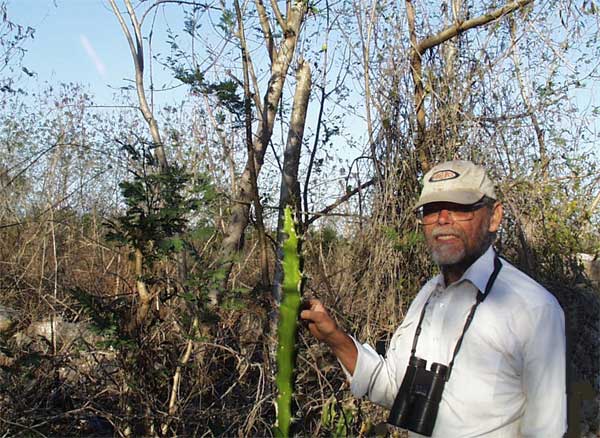 Scrub during the dry season