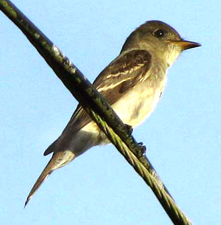 Eastern Pewee, CONTOPUS VIRENS