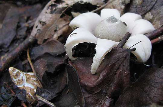 EARTHSTAR