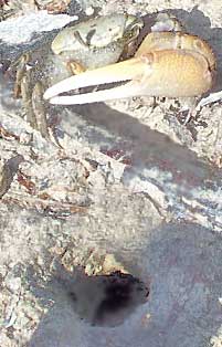 Fiddler Crab next to Hole