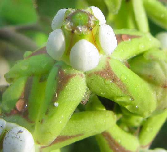 FUNASTRUM LINDENIANUM flower