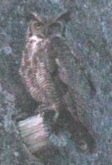 Great Horned Owl, BUBO VIRGINIANUS,