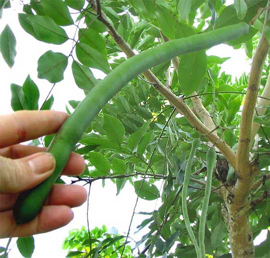 Golden Shower Tree, CASSIA FISTULA, fruits