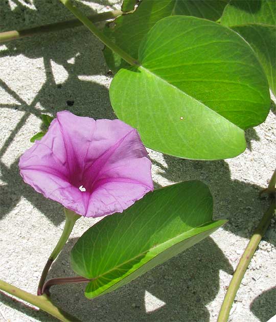 Goat's-foot Morning-Glory, Beach Morning- Glory, Railroad Vine, Bayhops, IPOMOEA PES-CAPRAE