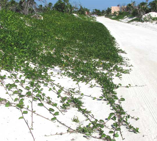 Goat's-foot Morning-Glory, Beach Morning- Glory, Railroad Vine, Bayhops, IPOMOEA PES-CAPRAE