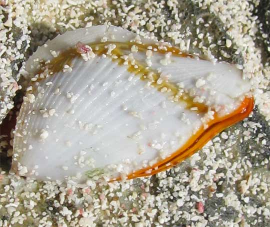 Goose Barnacle, LEPAS ANSERIFERA