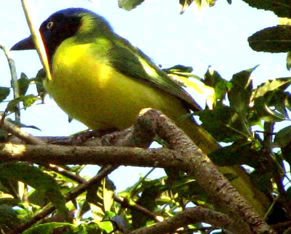 Green Jay, CYANOCORAX YNCAS