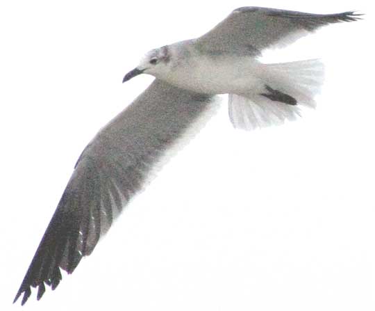 Laughing Gull, LARUS ATRICILLA