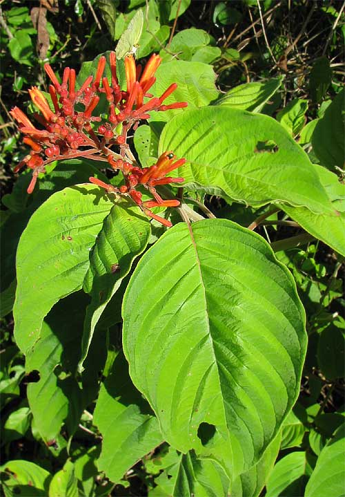 HAMELIA PATENS, Scarlet-Bush