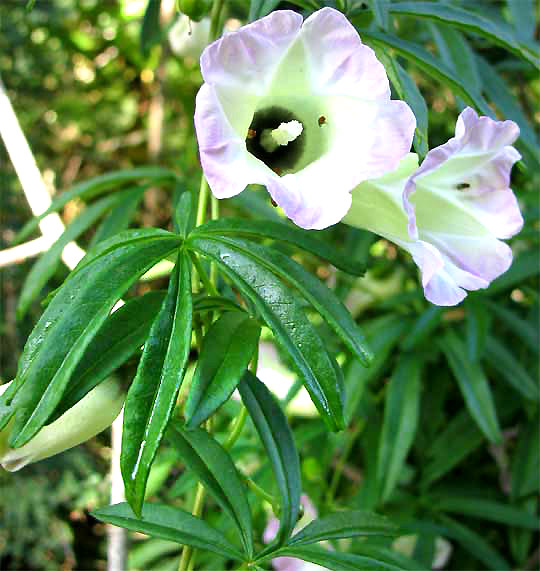 IPOMOEA HETERODOXA