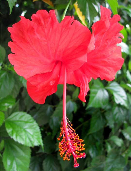 Chinese Hibiscus, HIBISCUS rosa-sinensis